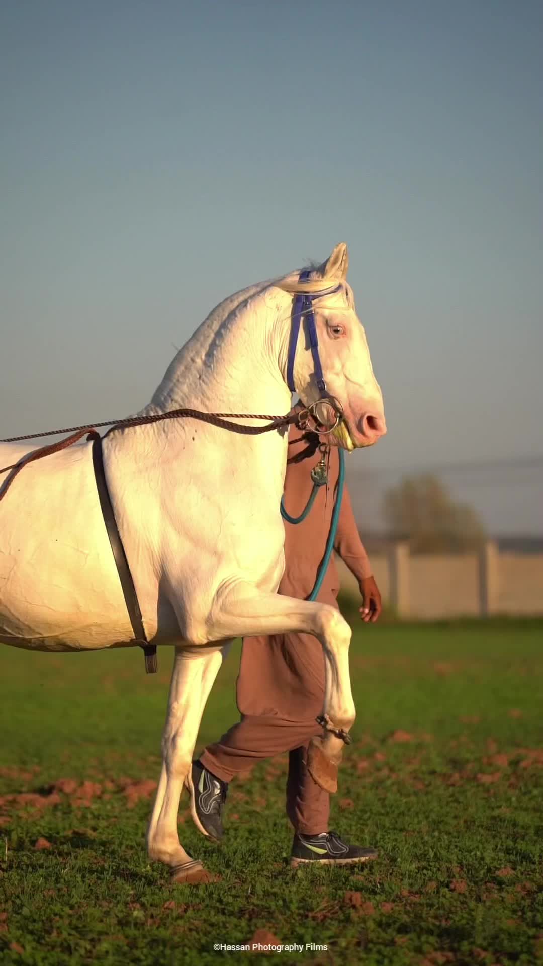 @☀️SUNRISE 🐎FARMS Rawalpindi