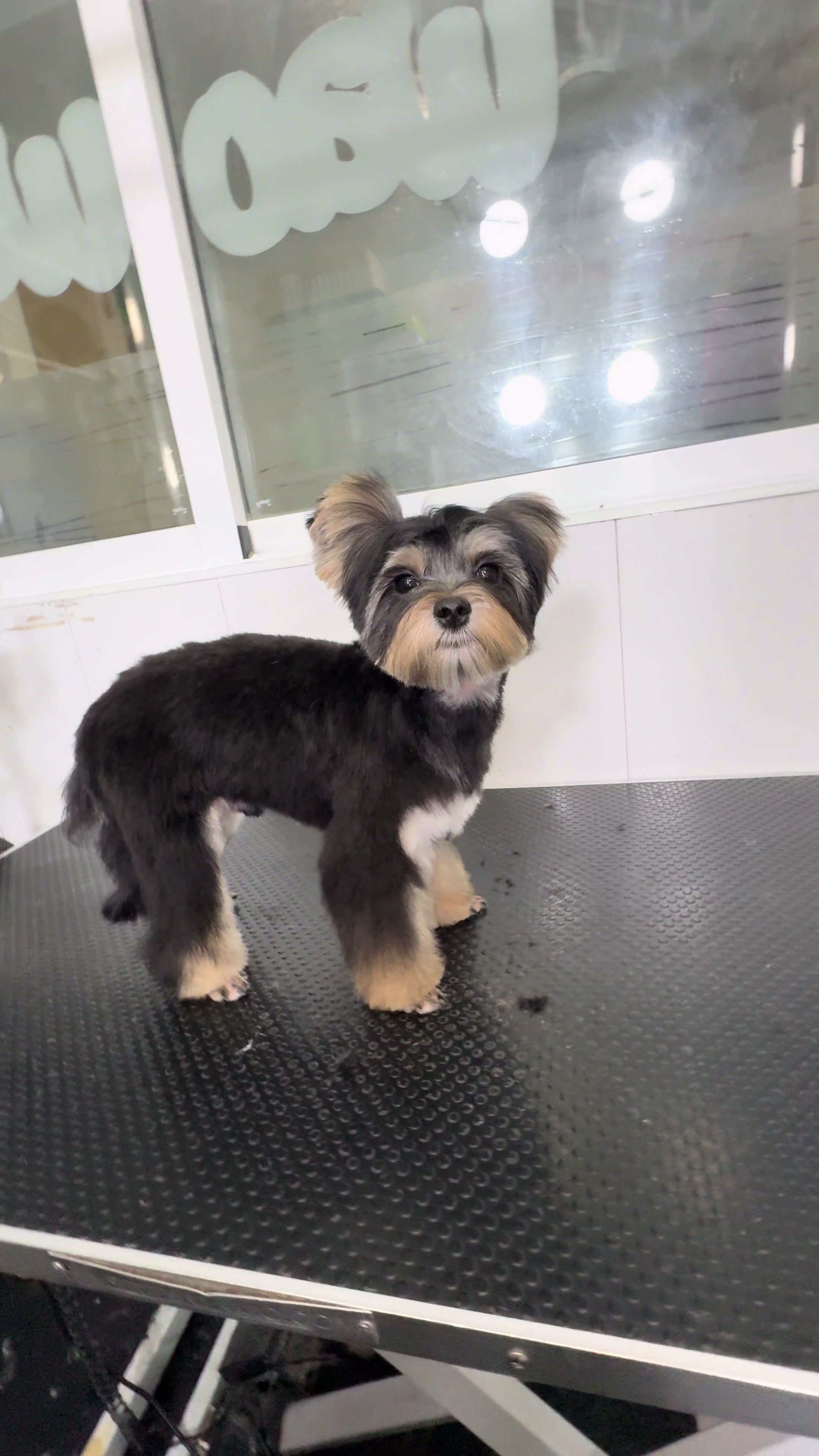 @VICTOR THE GROOMER