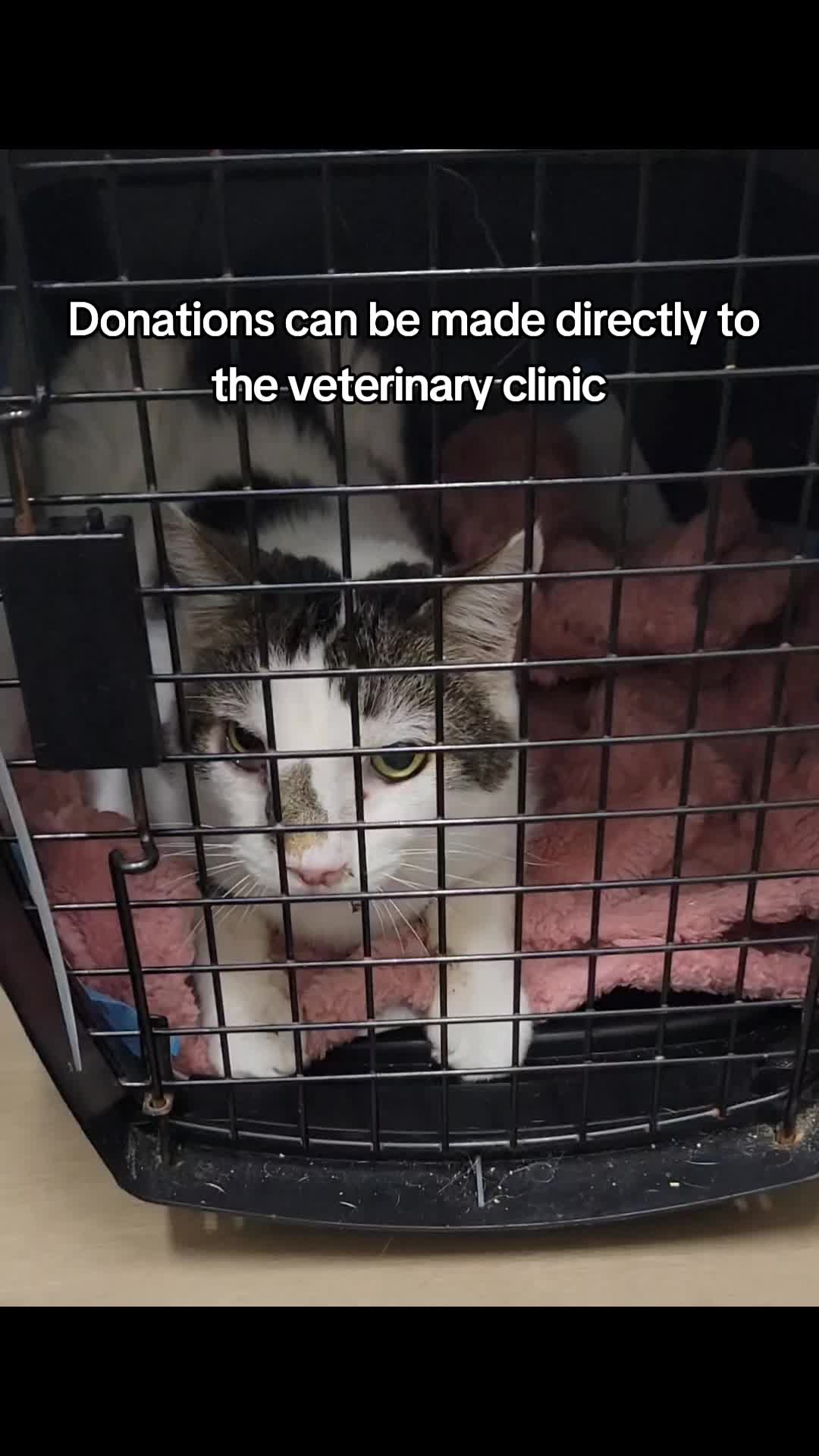 @No More Sad Kitties
