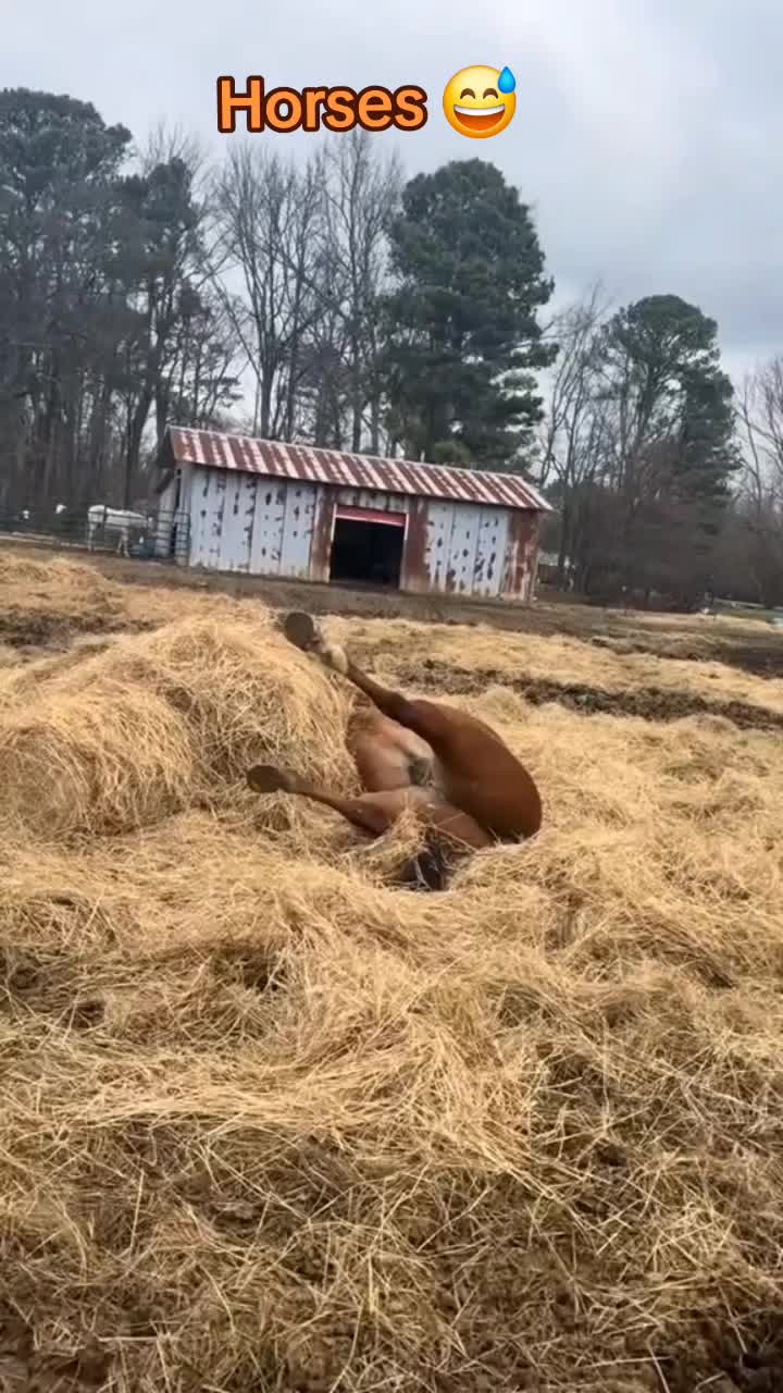 @🤣Vidéos Drôles.Zzz