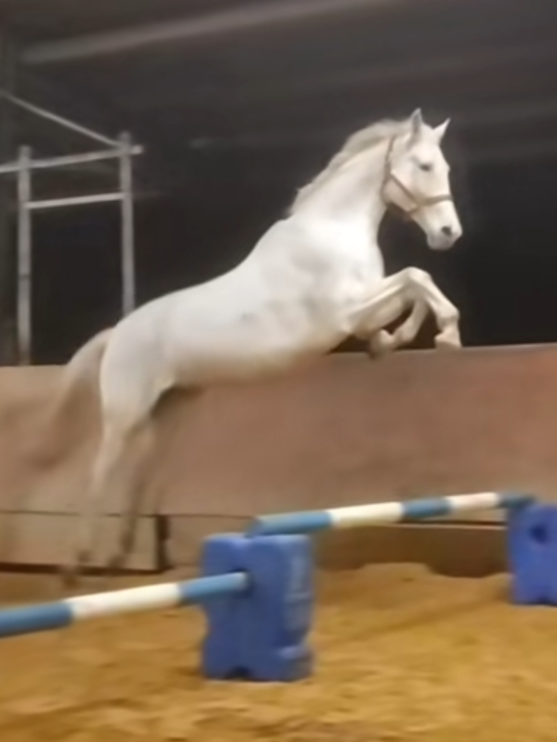 @Spring"Pony"Casha
