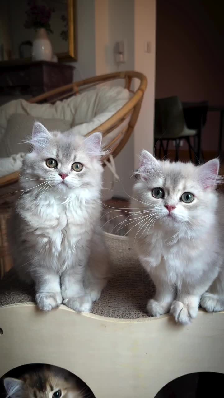 @Royal Mainecoon🇫🇷