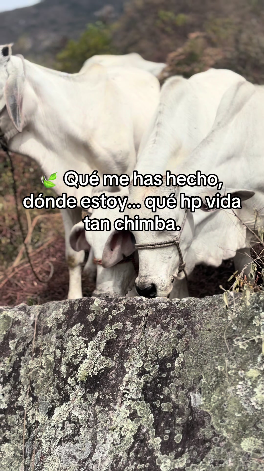 @MiGanado-Boyacá
