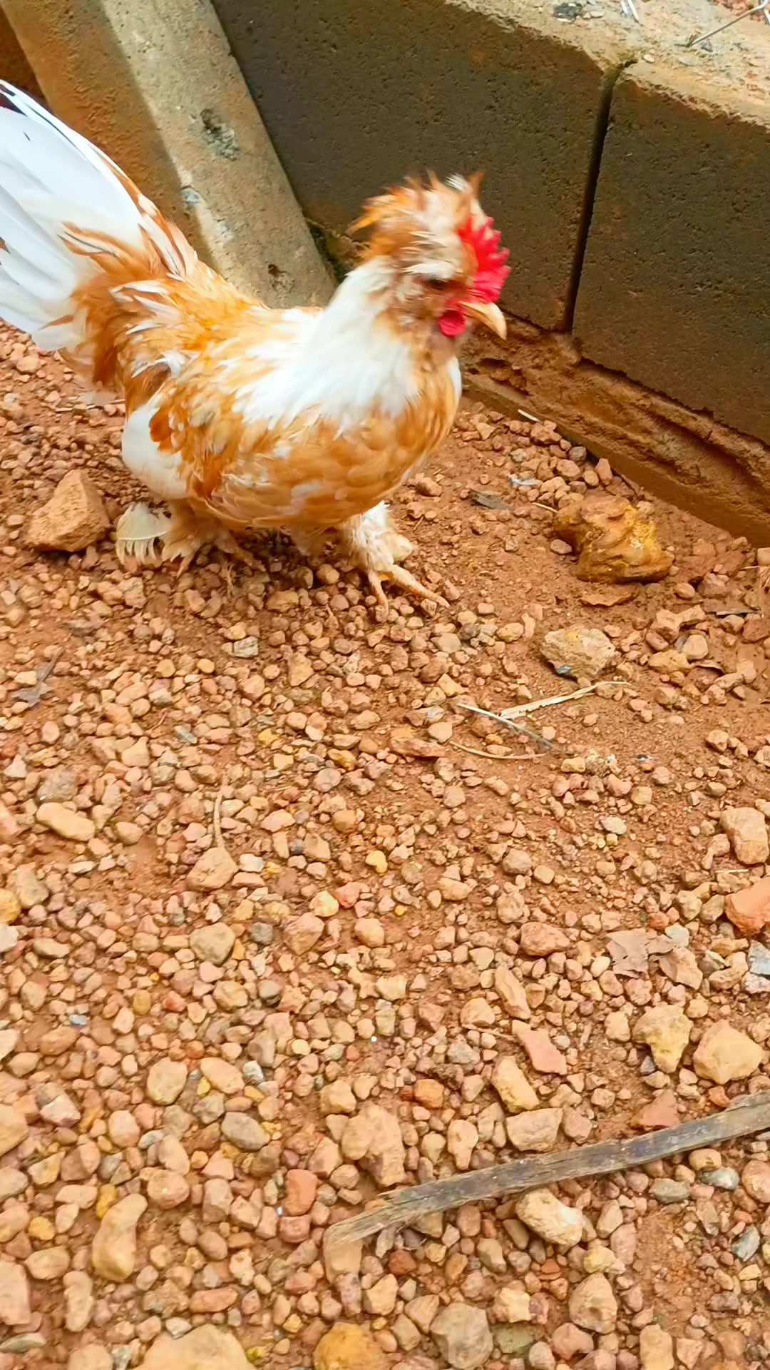 @🐔CRIAT&Oacute;RIO MZ🐓