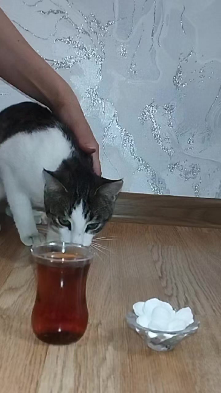 @🐾