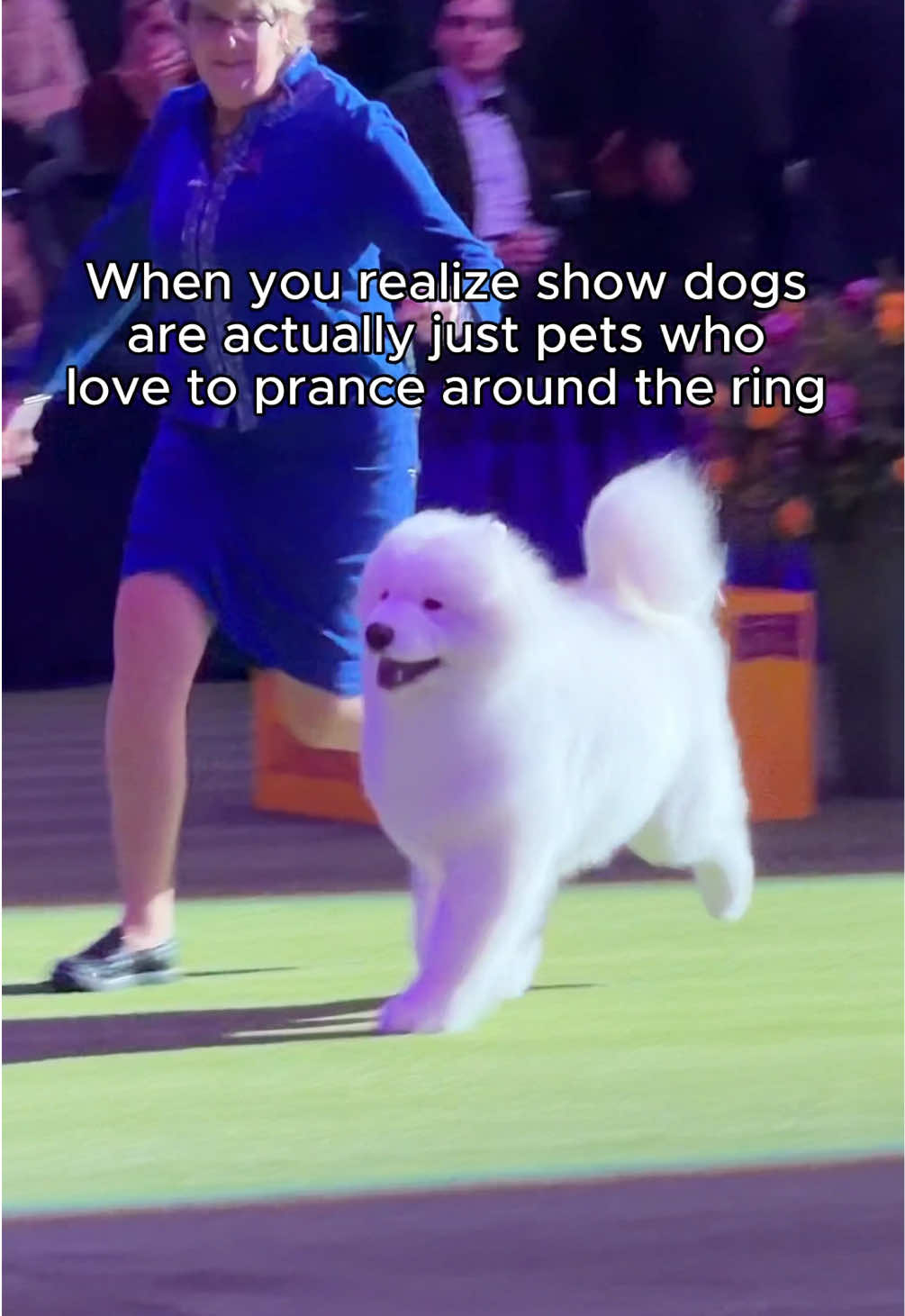 @Westminster Kennel Club