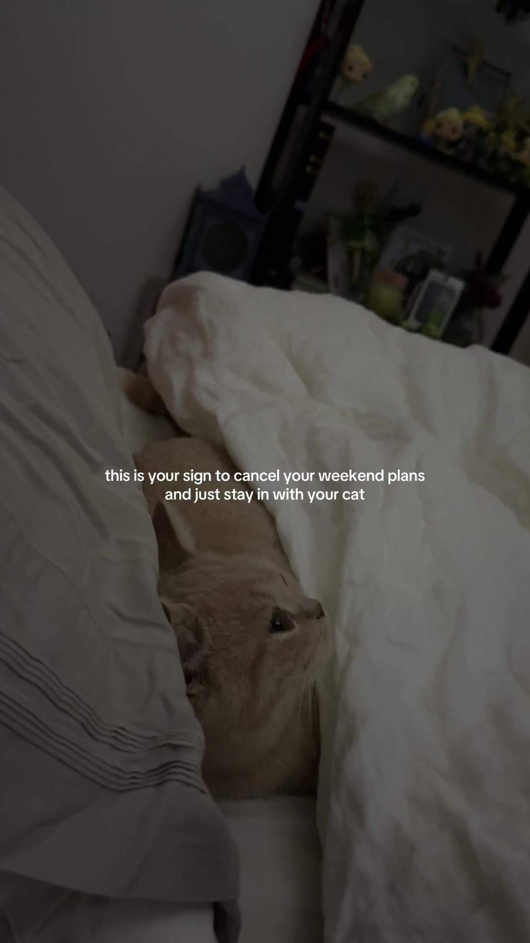 @Chuchu The British Shorthair