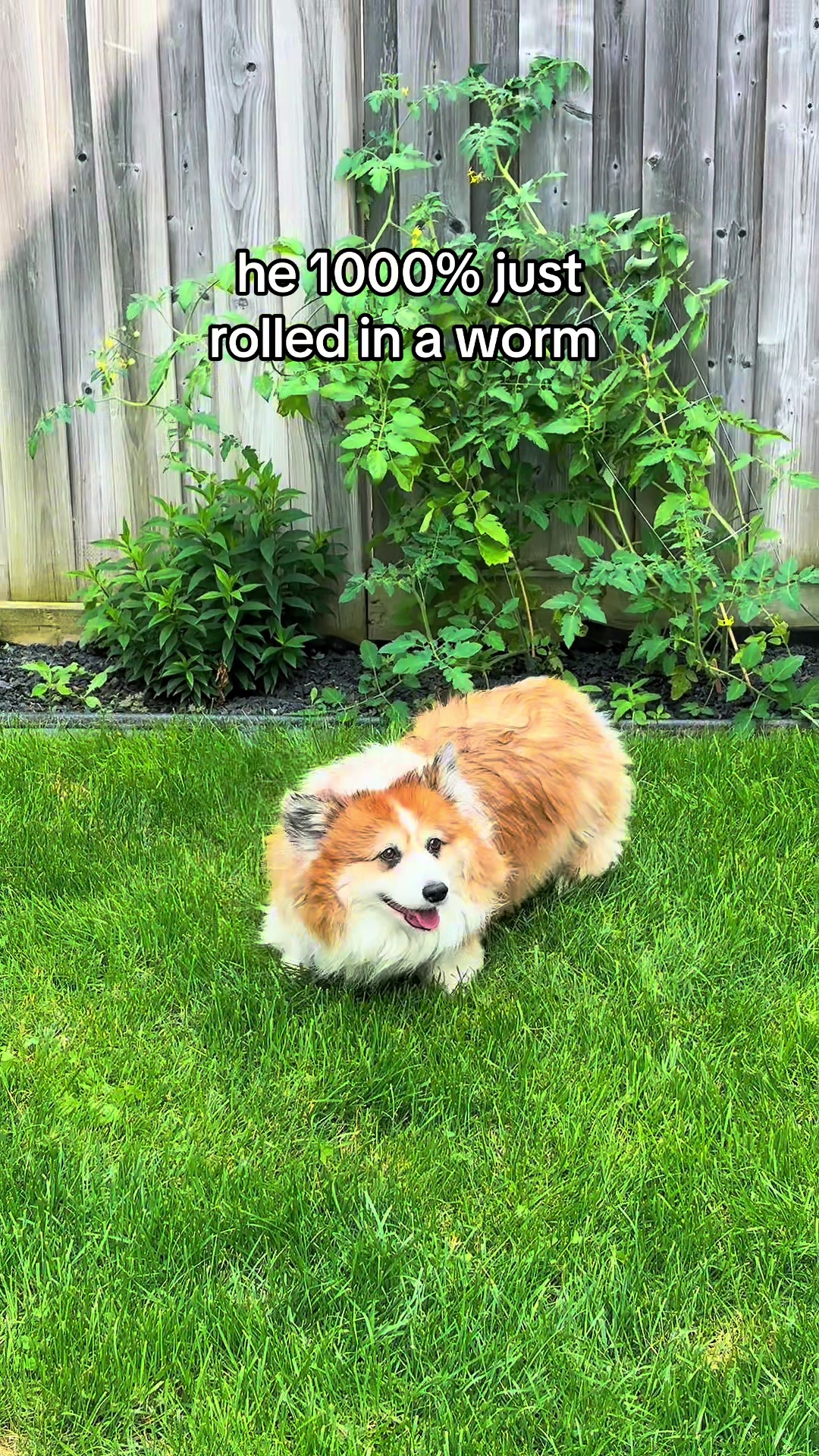 @hudsonthefluffycorgi