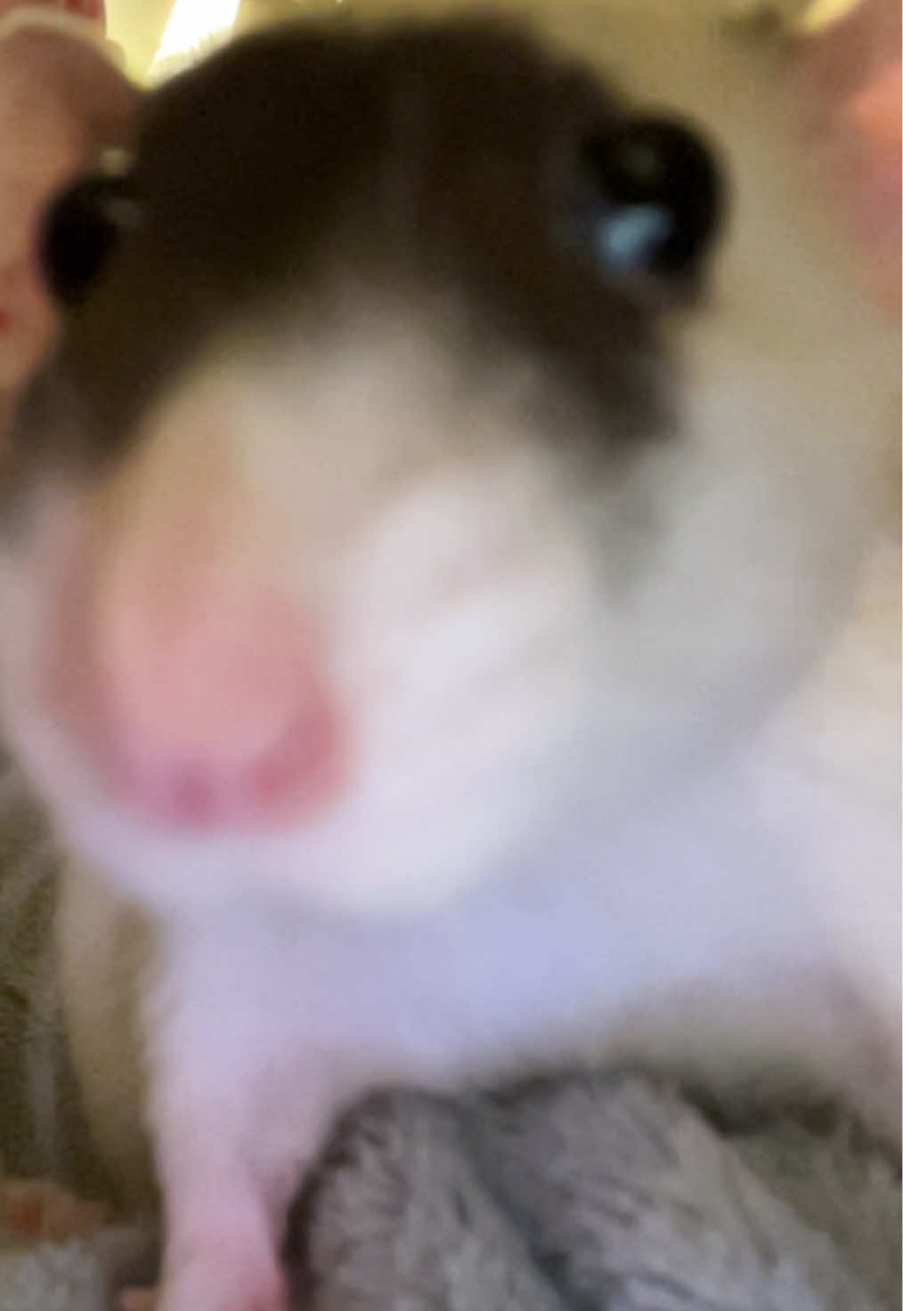 @໒꒰ྀིっ˕ -。꒱ྀི১