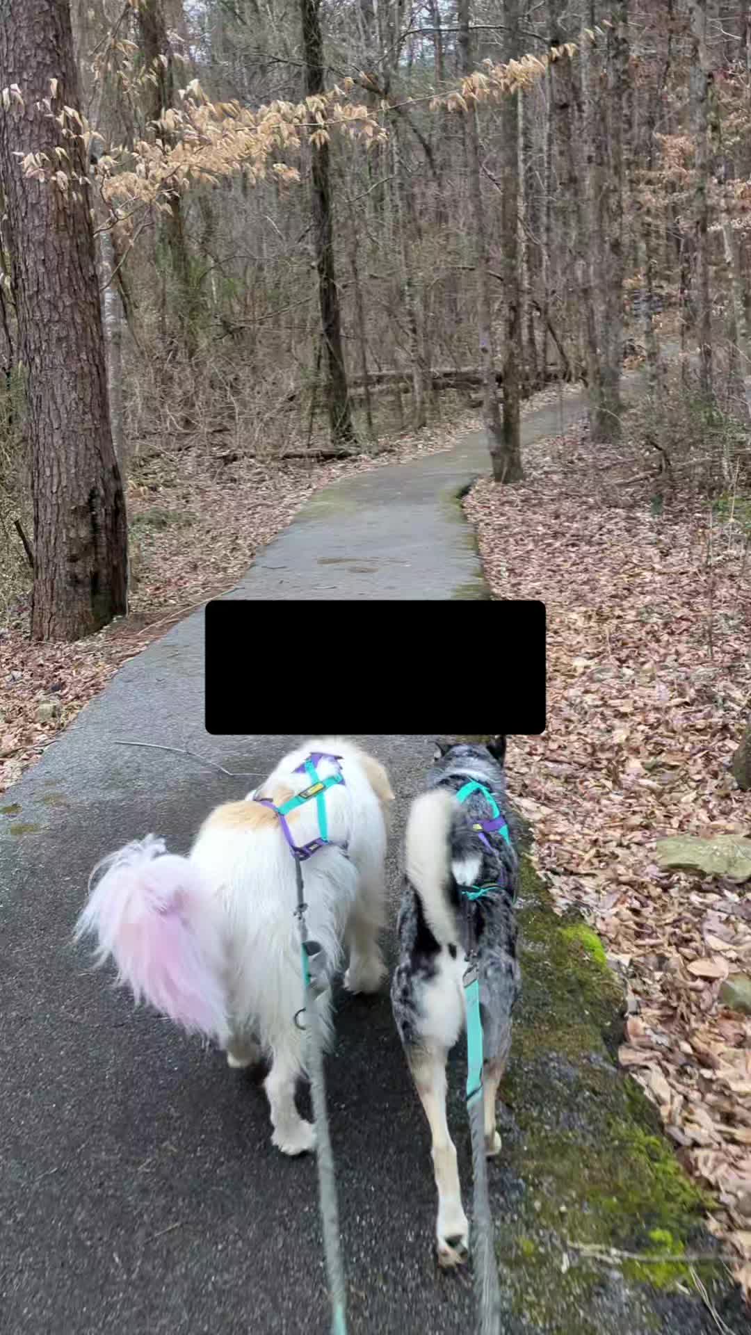 @TheBoopSnoots
