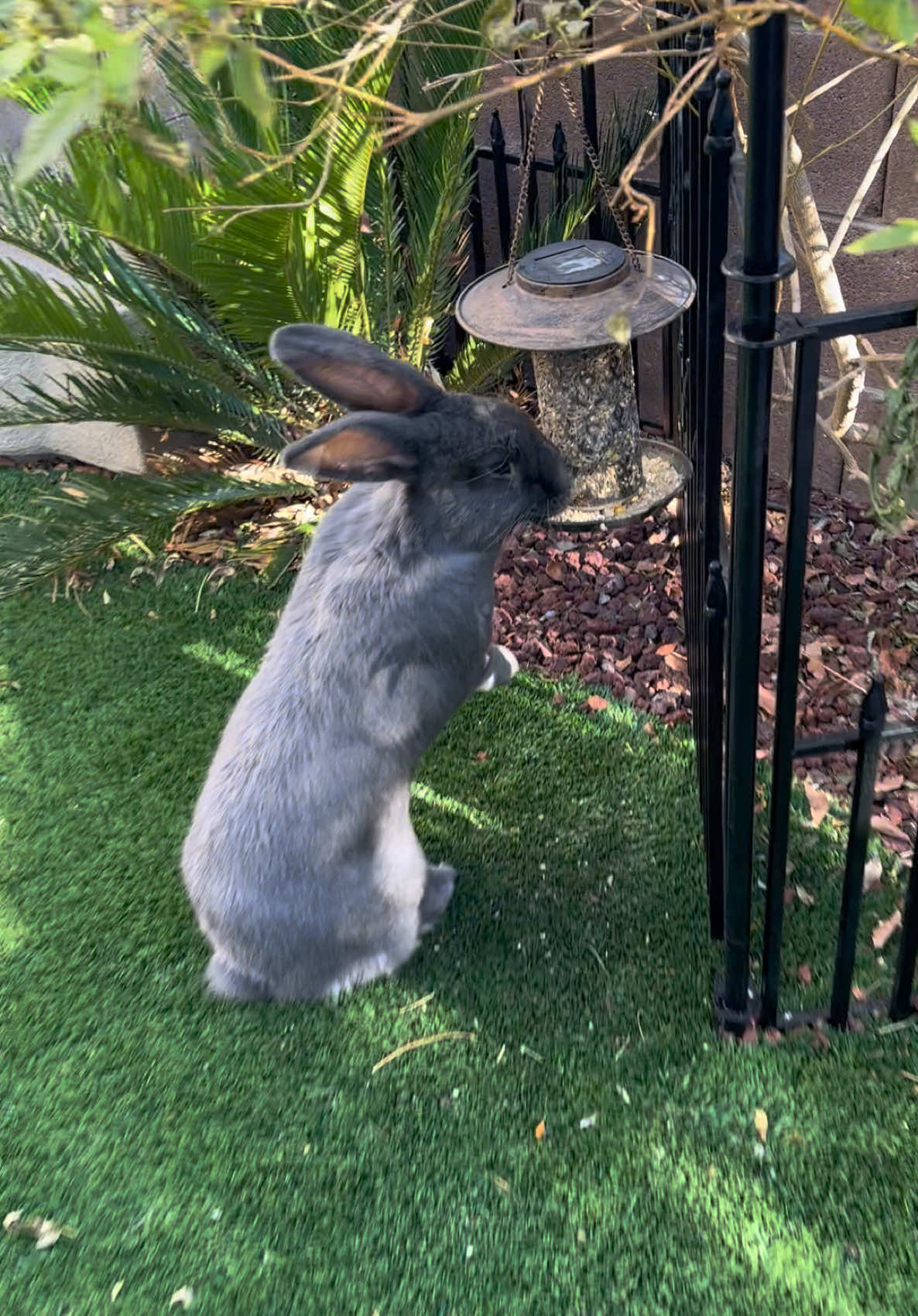 @🐰 Rex Rabbit Rex 🐰