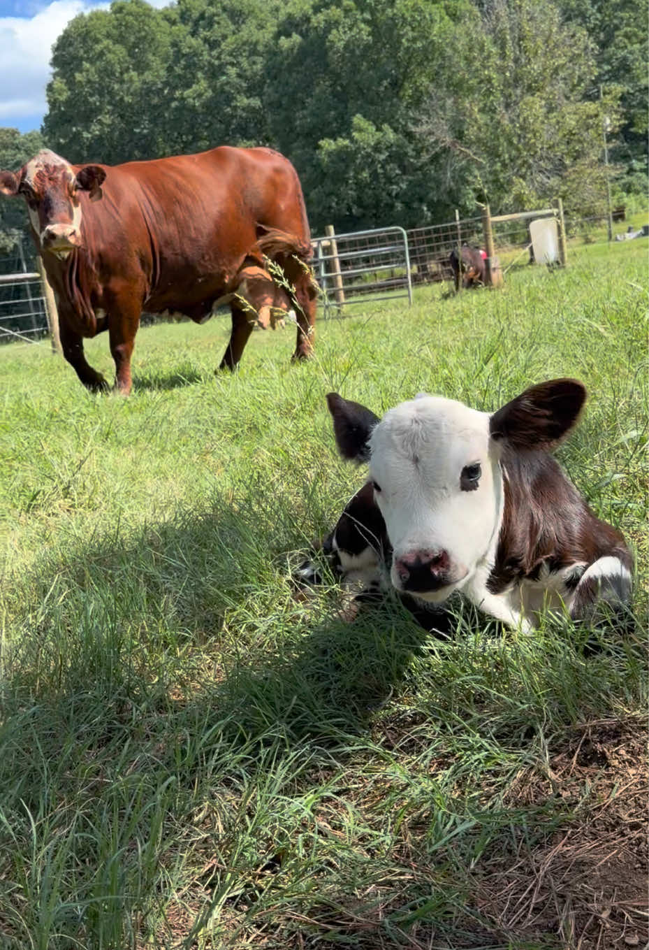 @Georgia Farm Girl