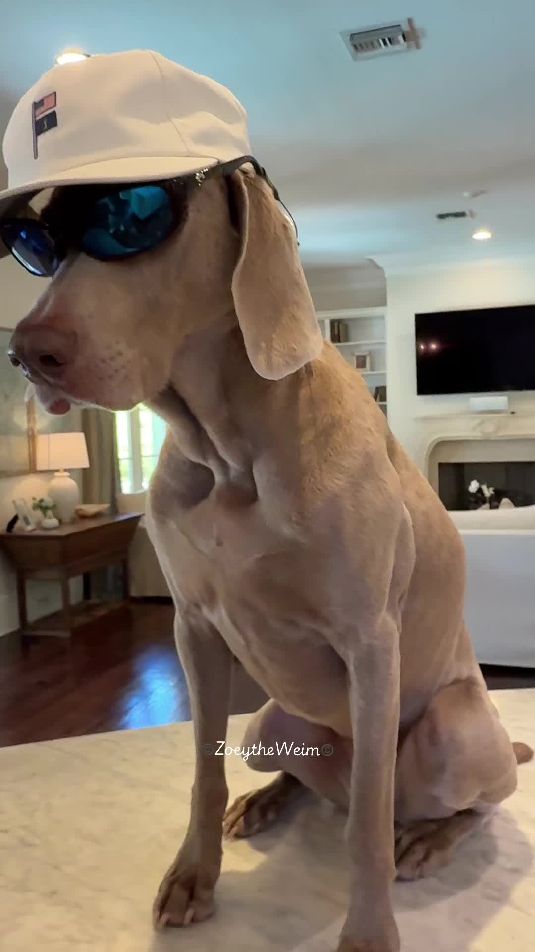 @Zoey the Weim