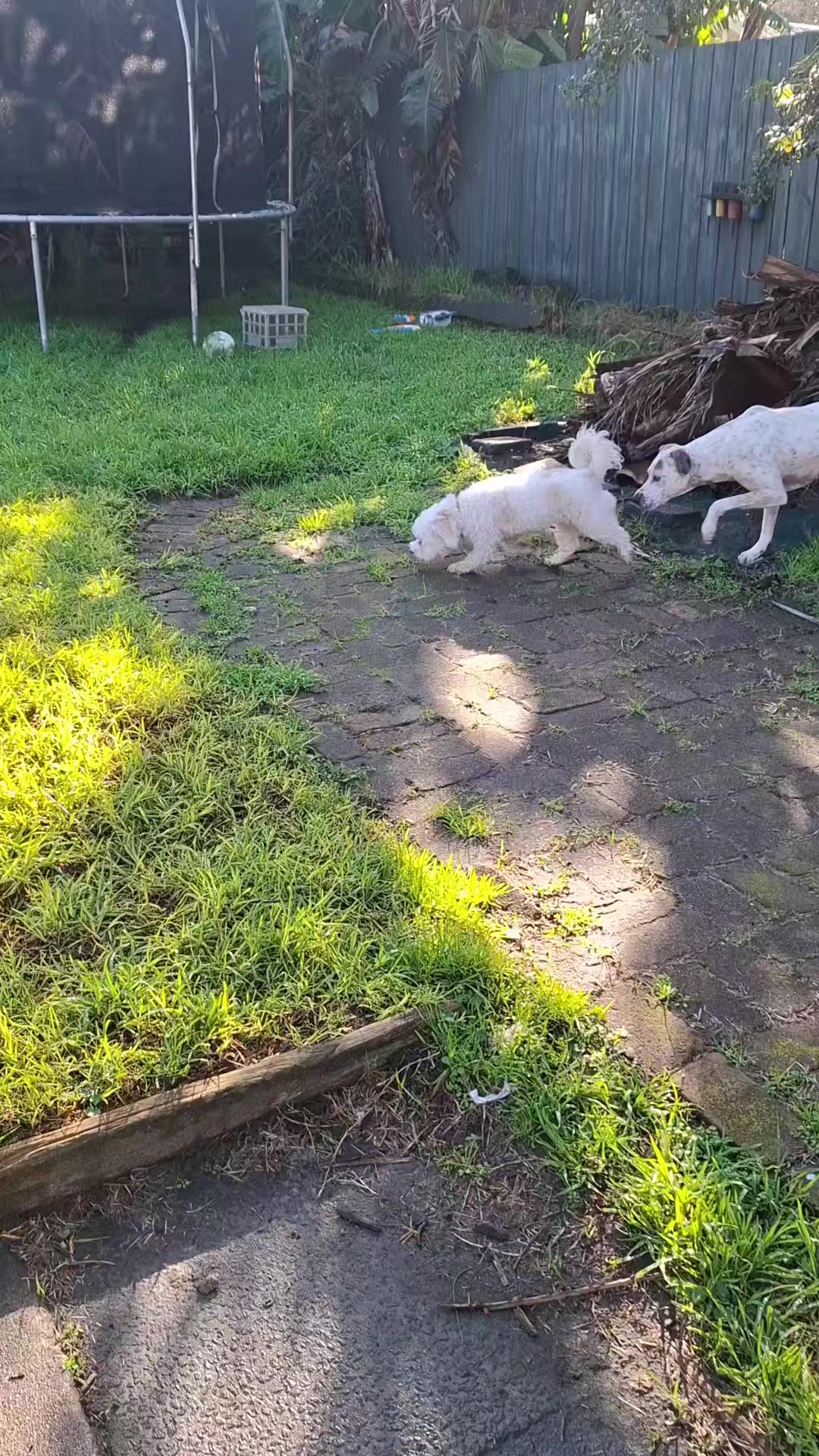 @dogs_and_stuff_8
