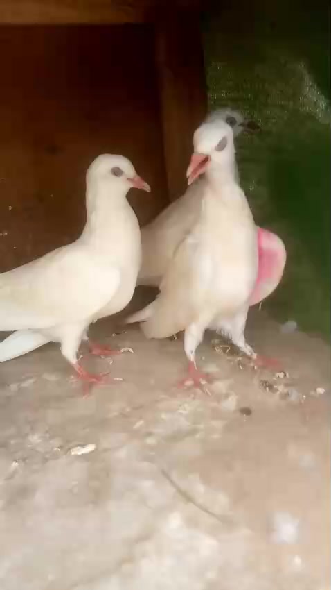 @Perm bheel