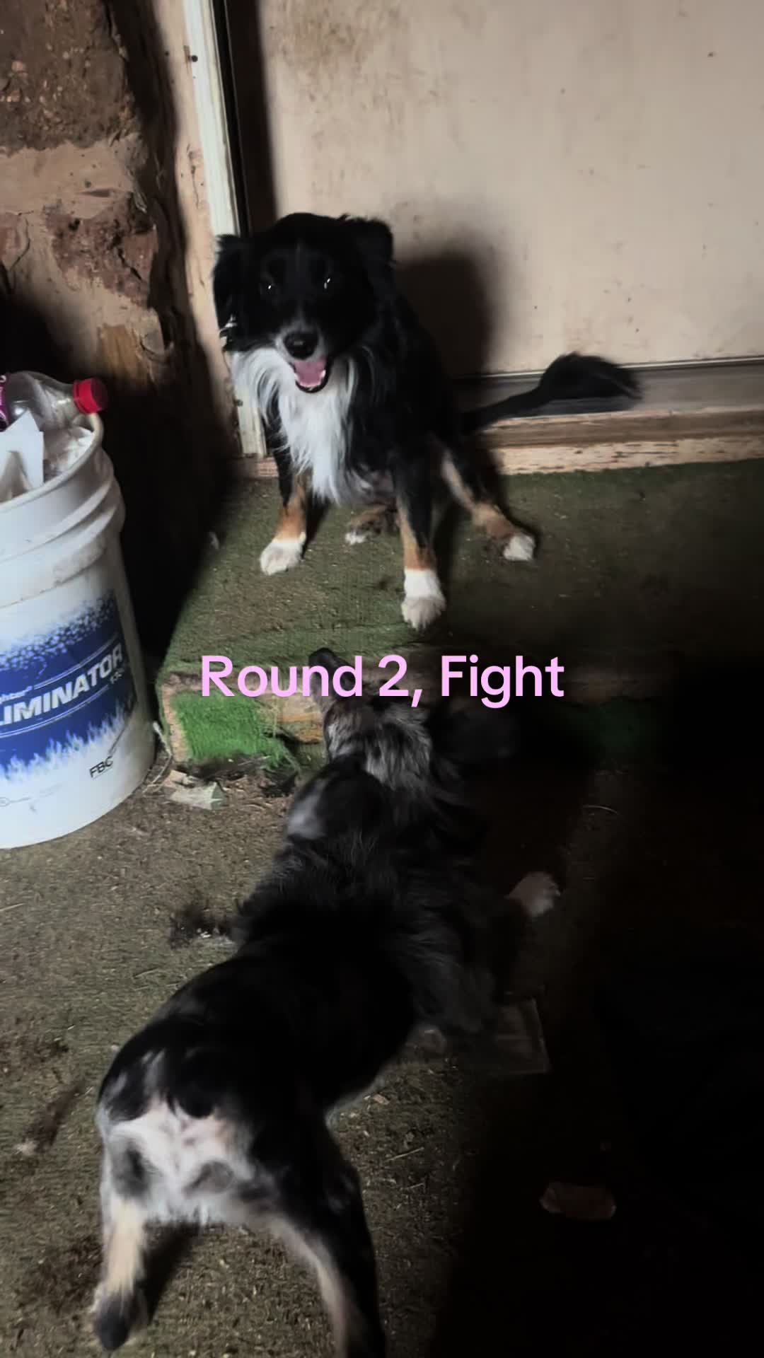 @angie.and.the_dogs