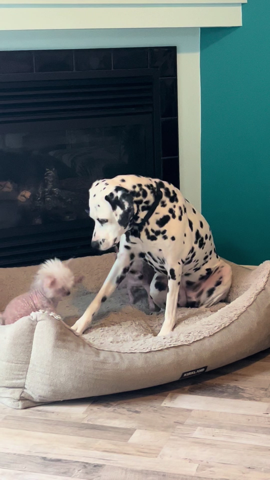 @Chinese Crested Cuties