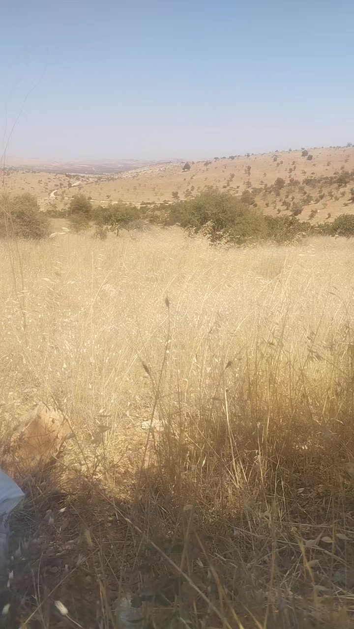 @Yıldız Tatlı