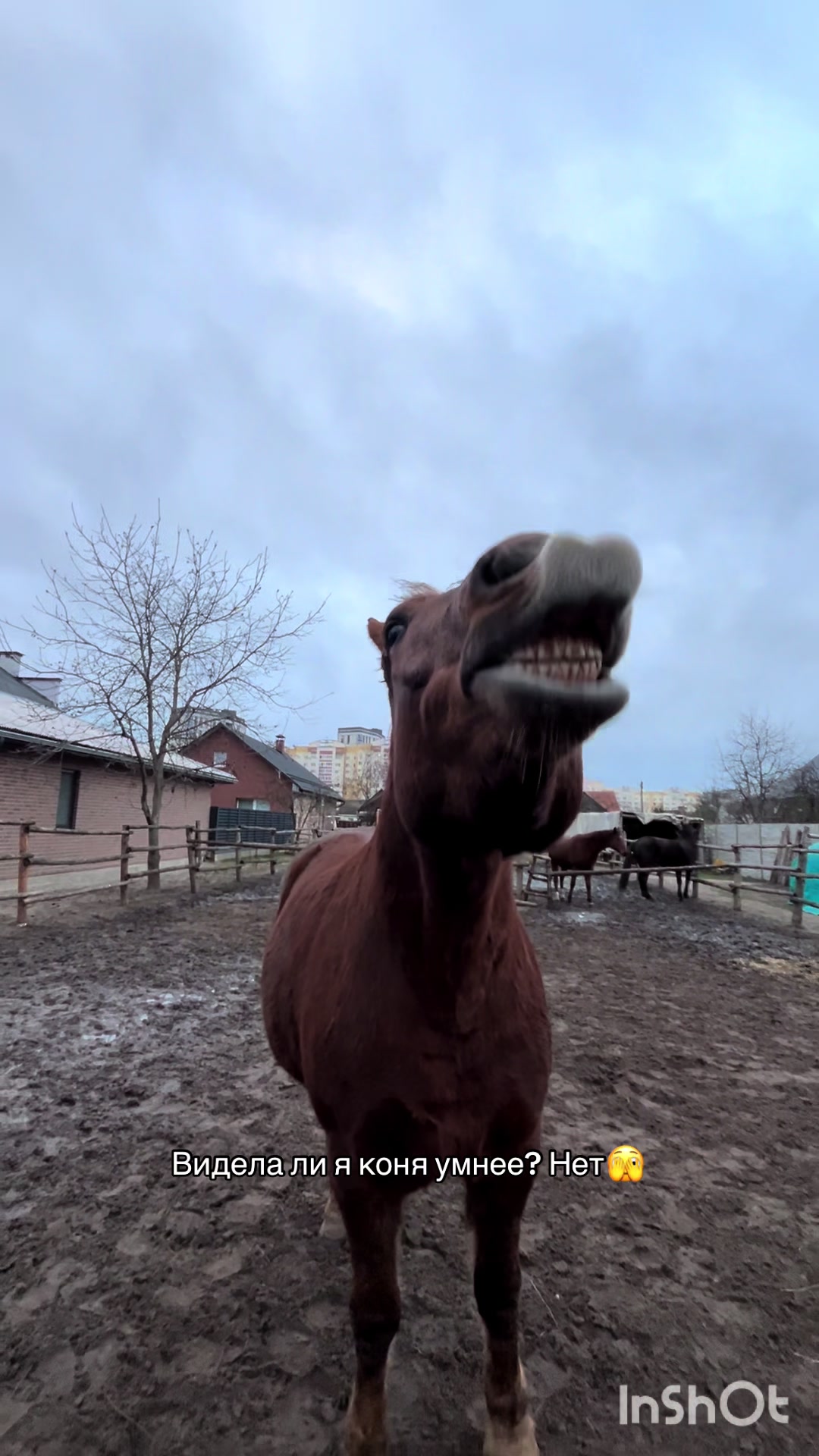 @❗Брест❗ 🐎Конюшня 🐎