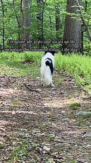 @cedarpineacres