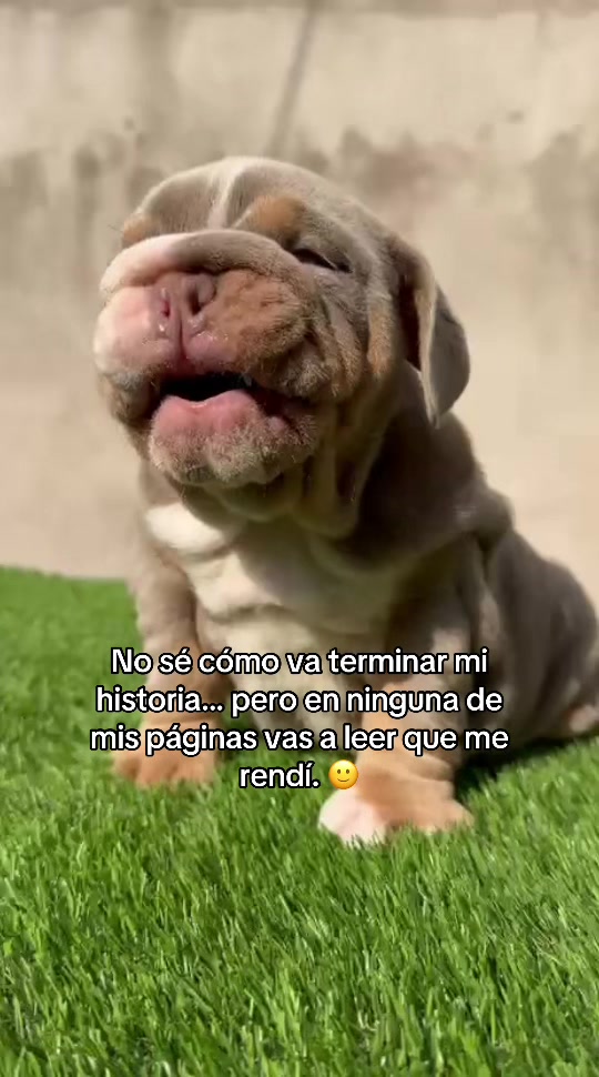 @Destroyers Bulldogs