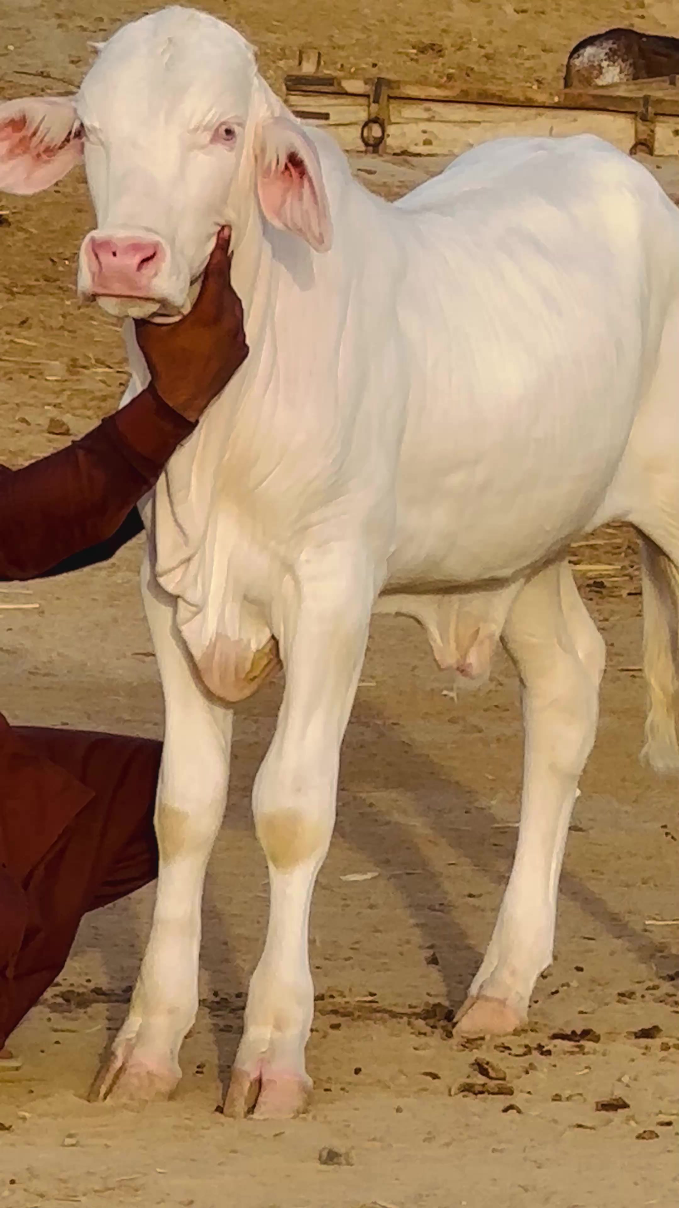 @Raza cattle farm 786