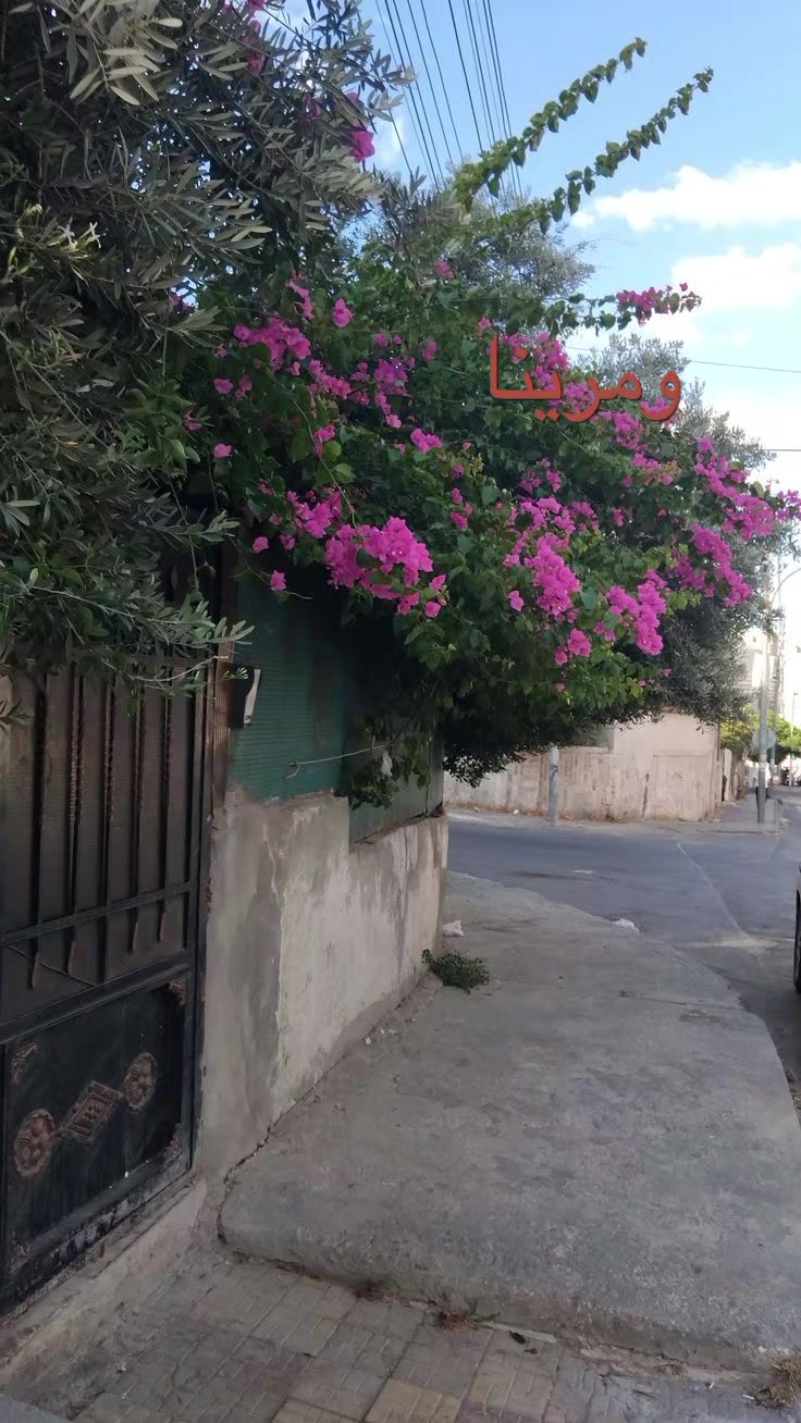 @цветок || زهره