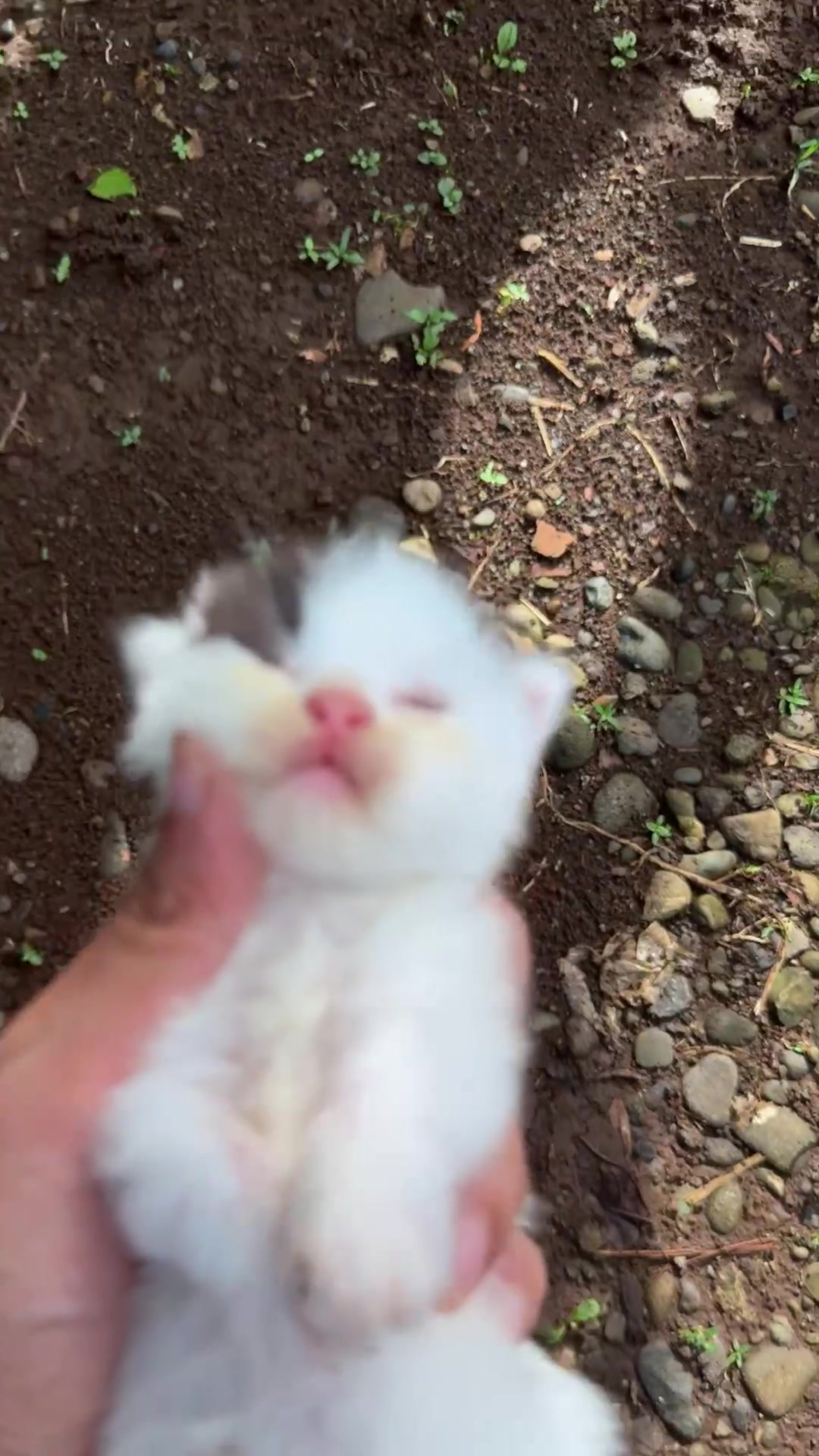 @Republic Of Cat