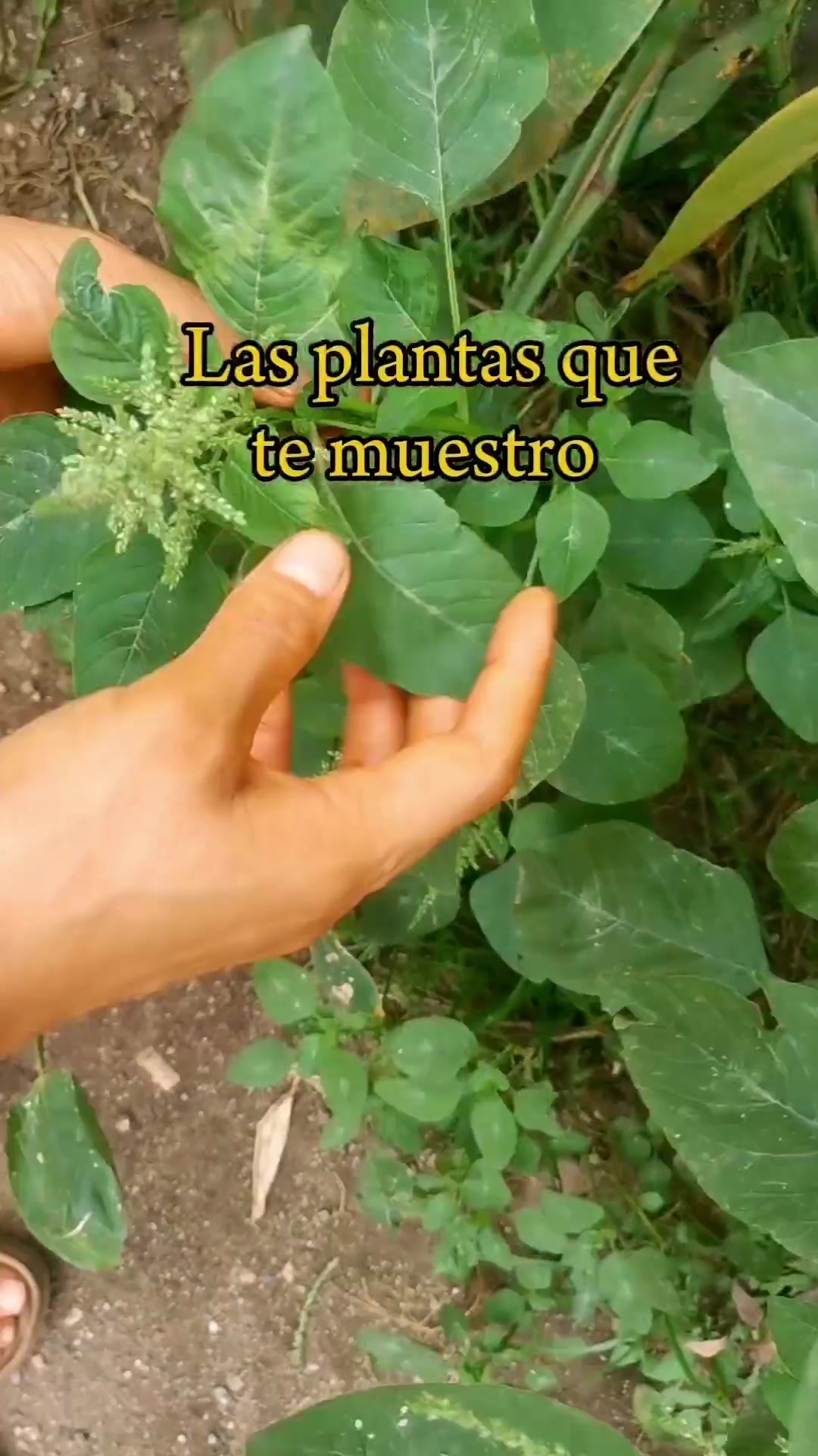 @Monte.sientovivo