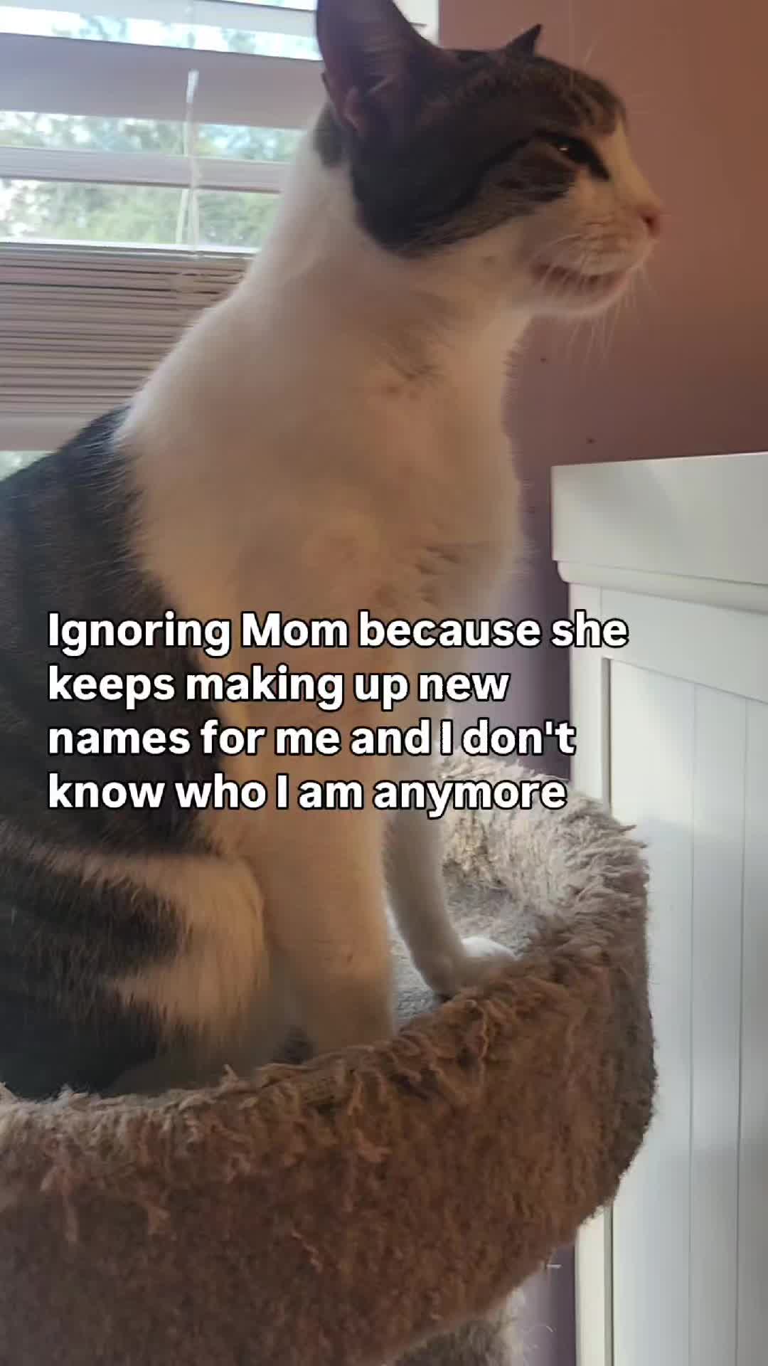 @9 Lives of Cat Chaos