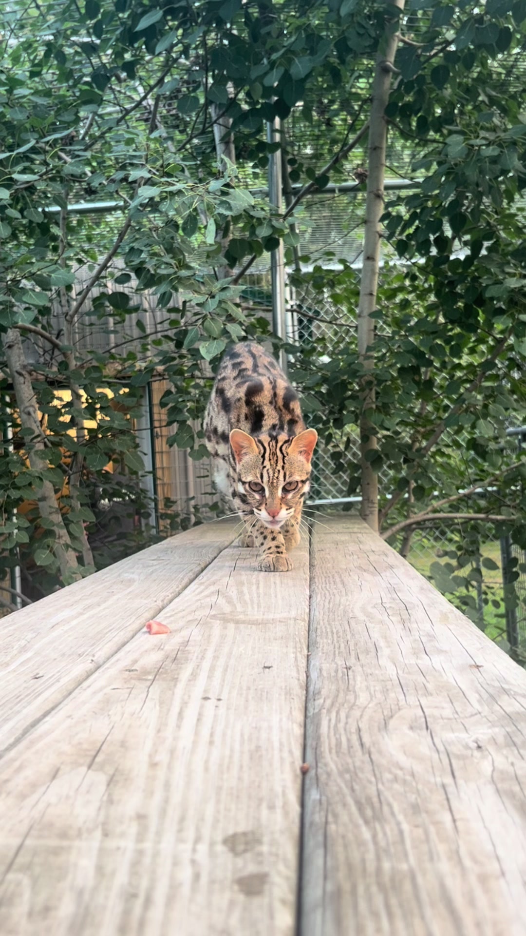 @The Wildcat Sanctuary
