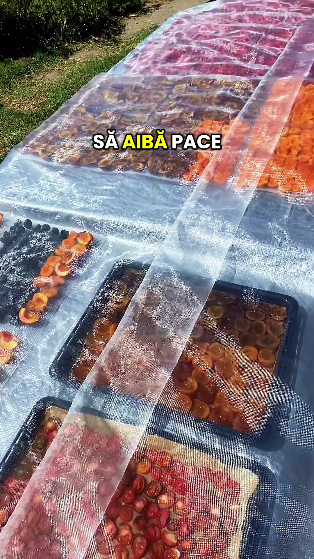 @anishamarrya