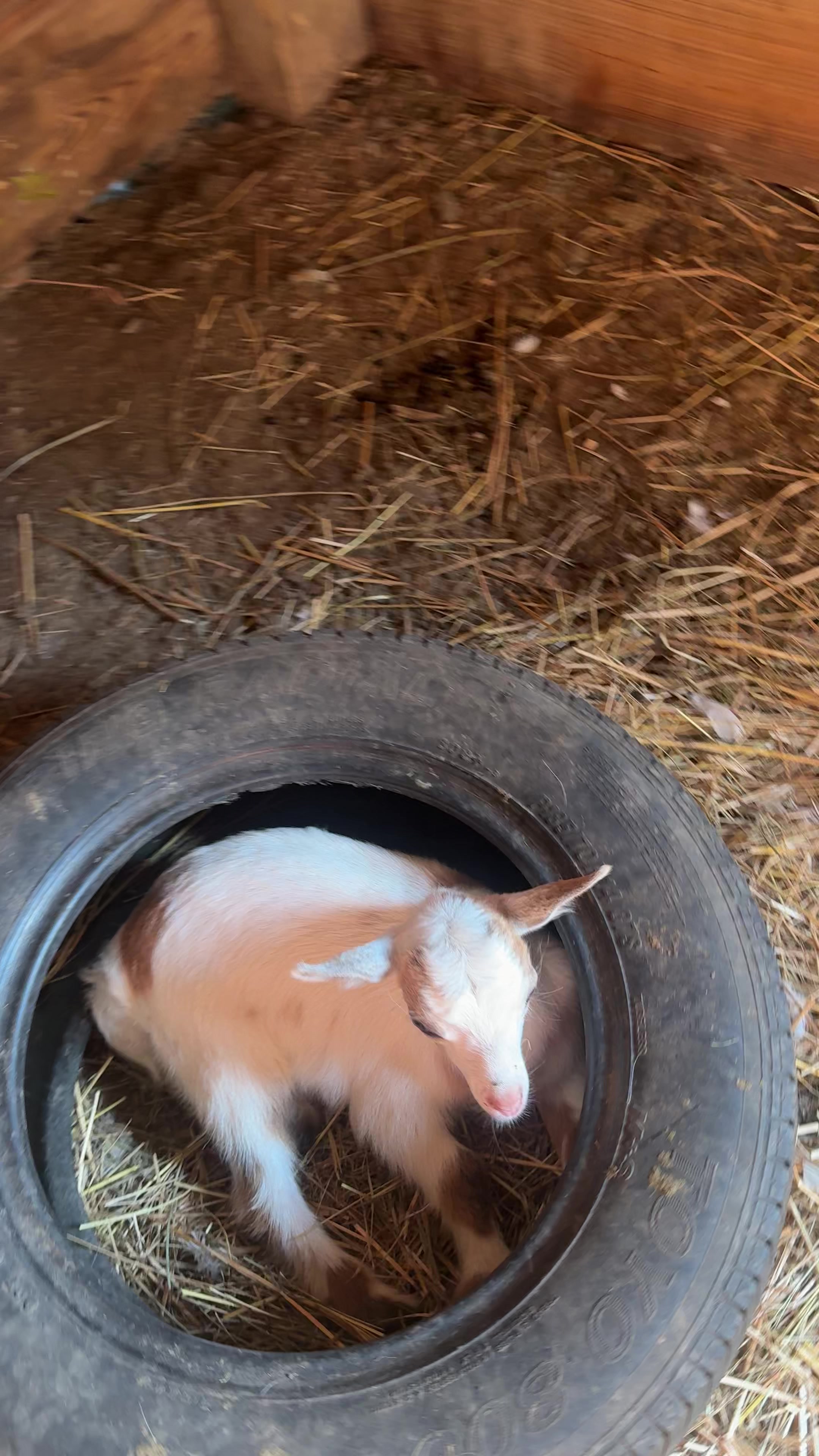 @Mindy | Pretend Farmer