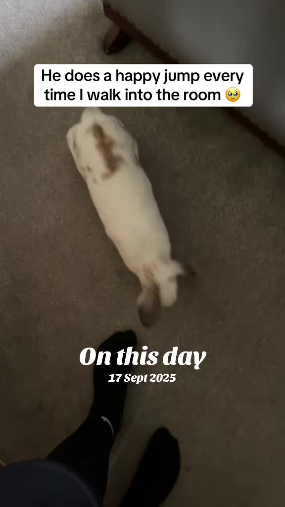 @Bun, two, three, four