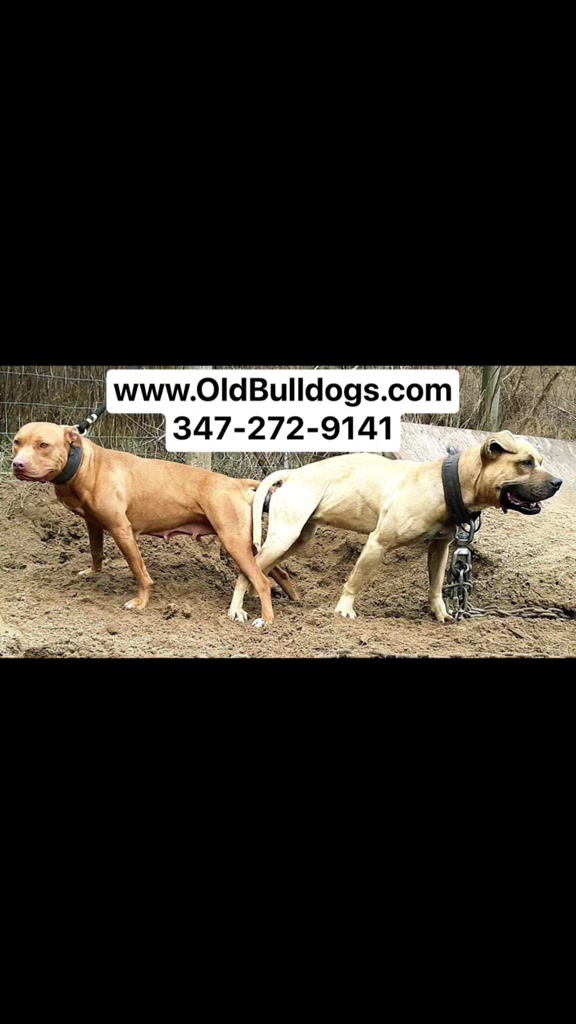 @OGMasterOfAllBulldogs
