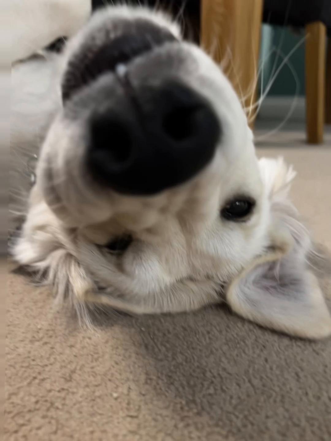 @GoldenBoyCooper