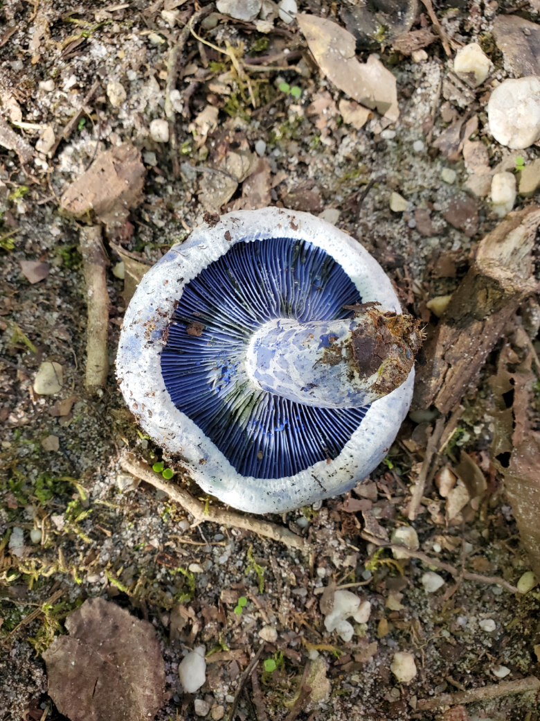 @ArtRoosterbot