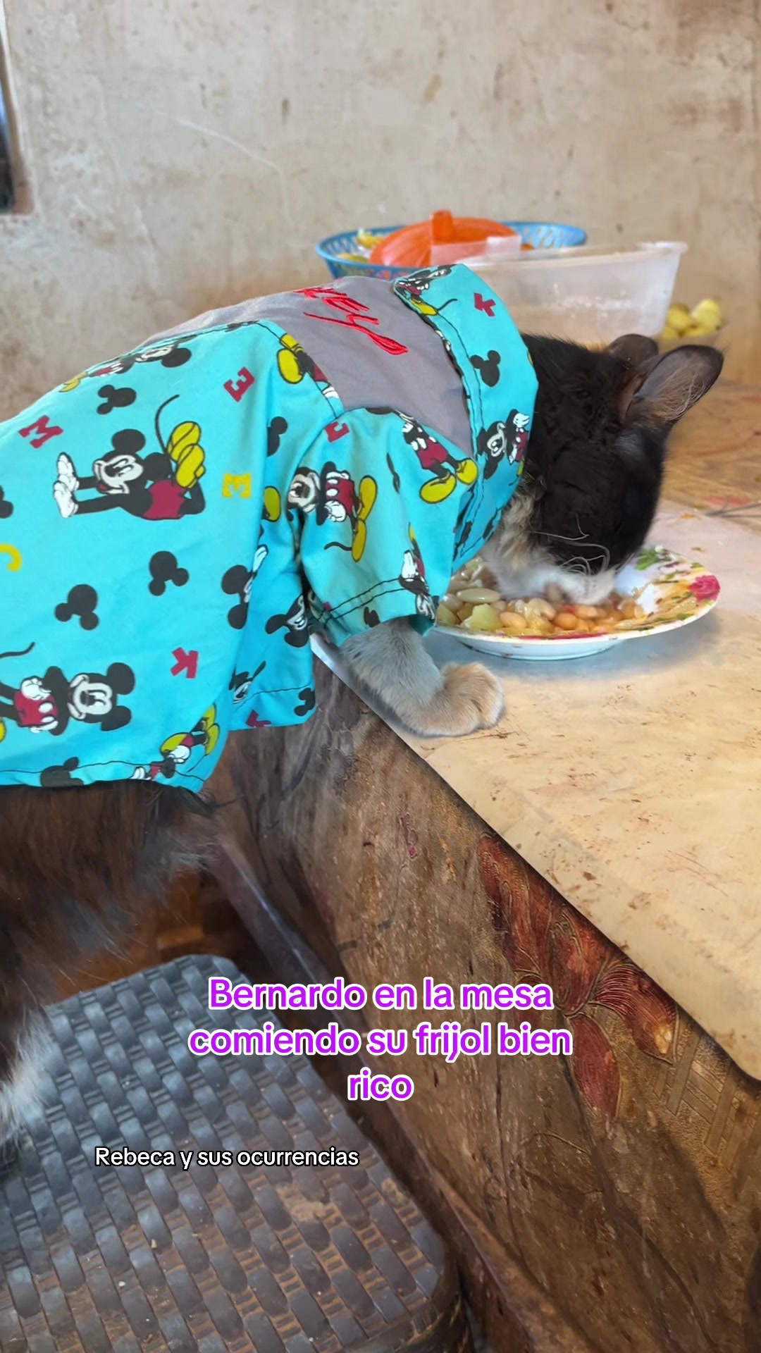 @🐈Rebeca y sus ocurrencias
