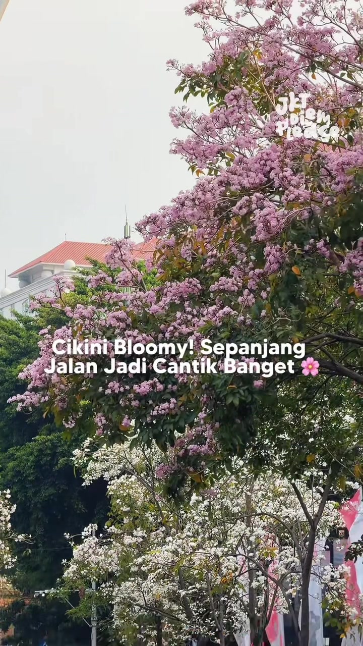 @JKT Diem Please