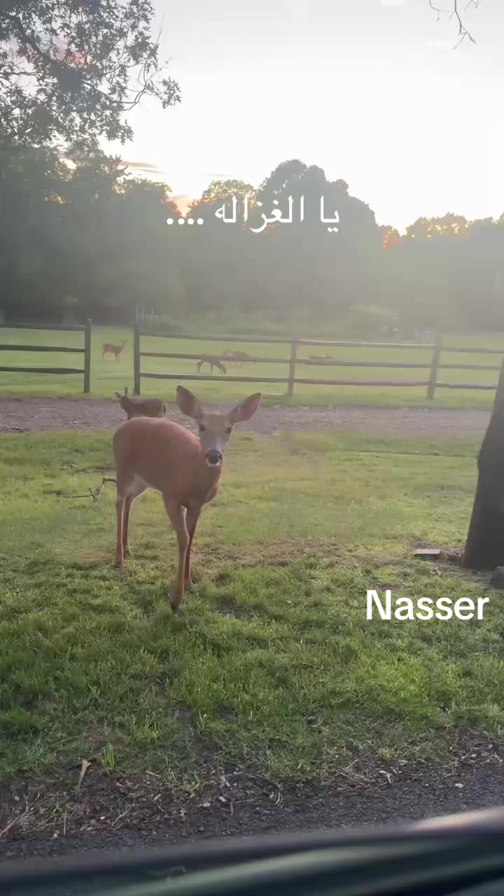 @Nasser