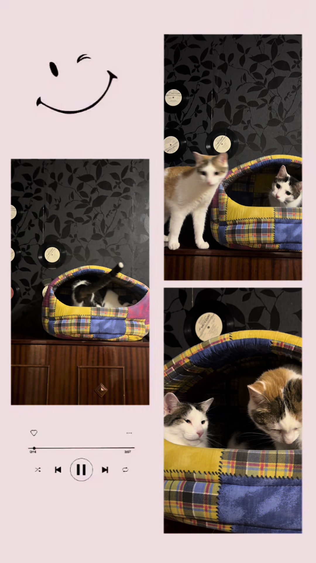 @Оля & Co🐈⬛🐈