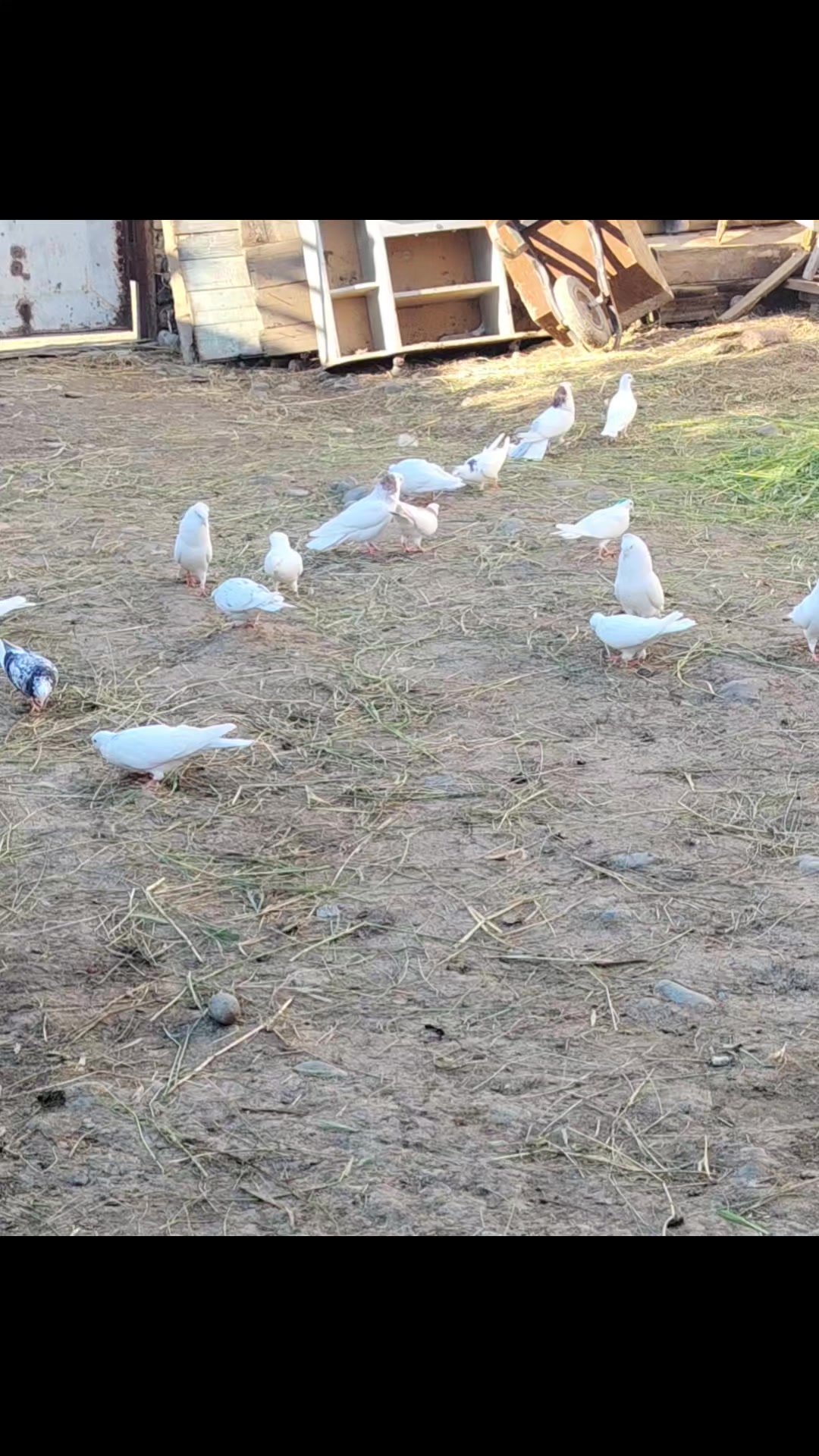 @Göyərçin51