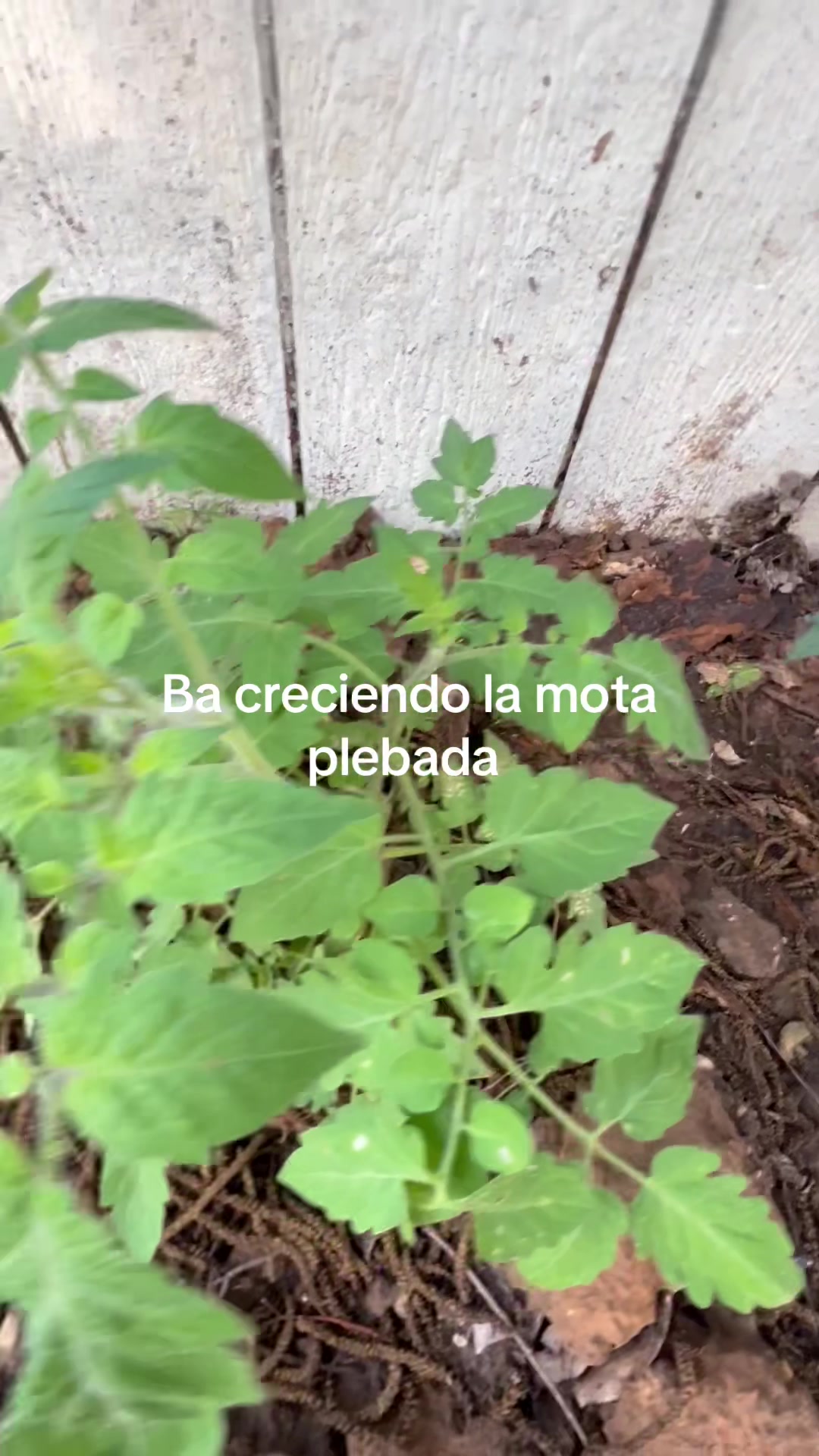@vaquerosalvaje965