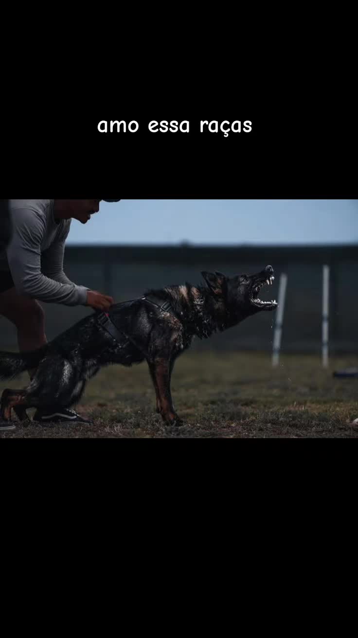 @•°★The_dogs!★°•