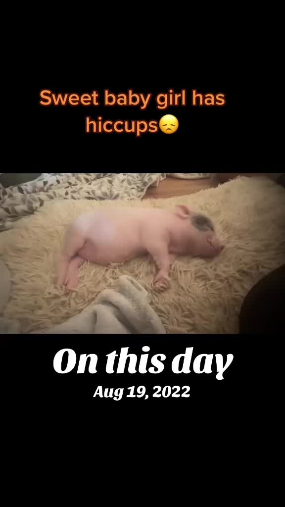 @Pig Luv Co