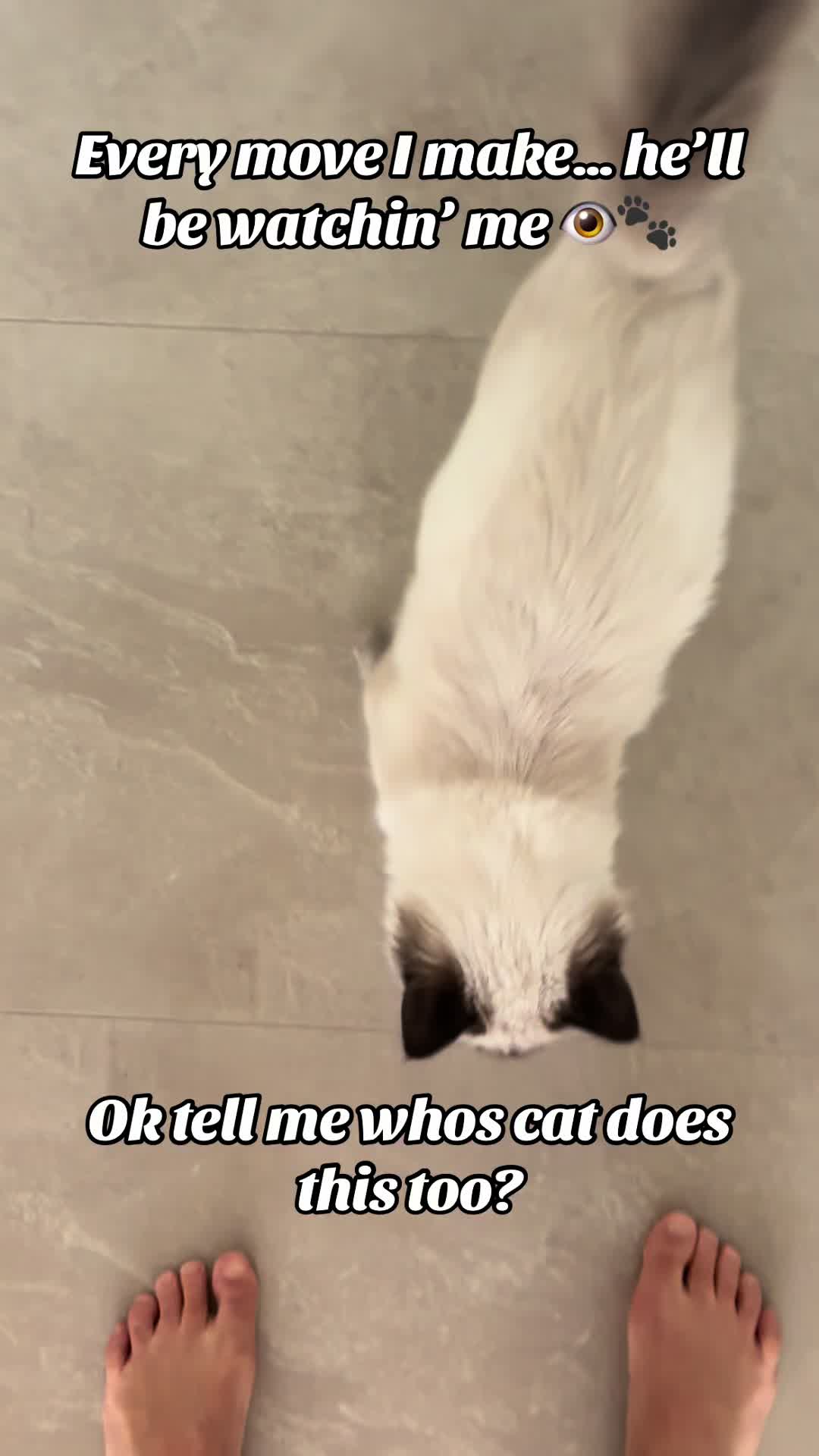 @Amadeus the ragdoll