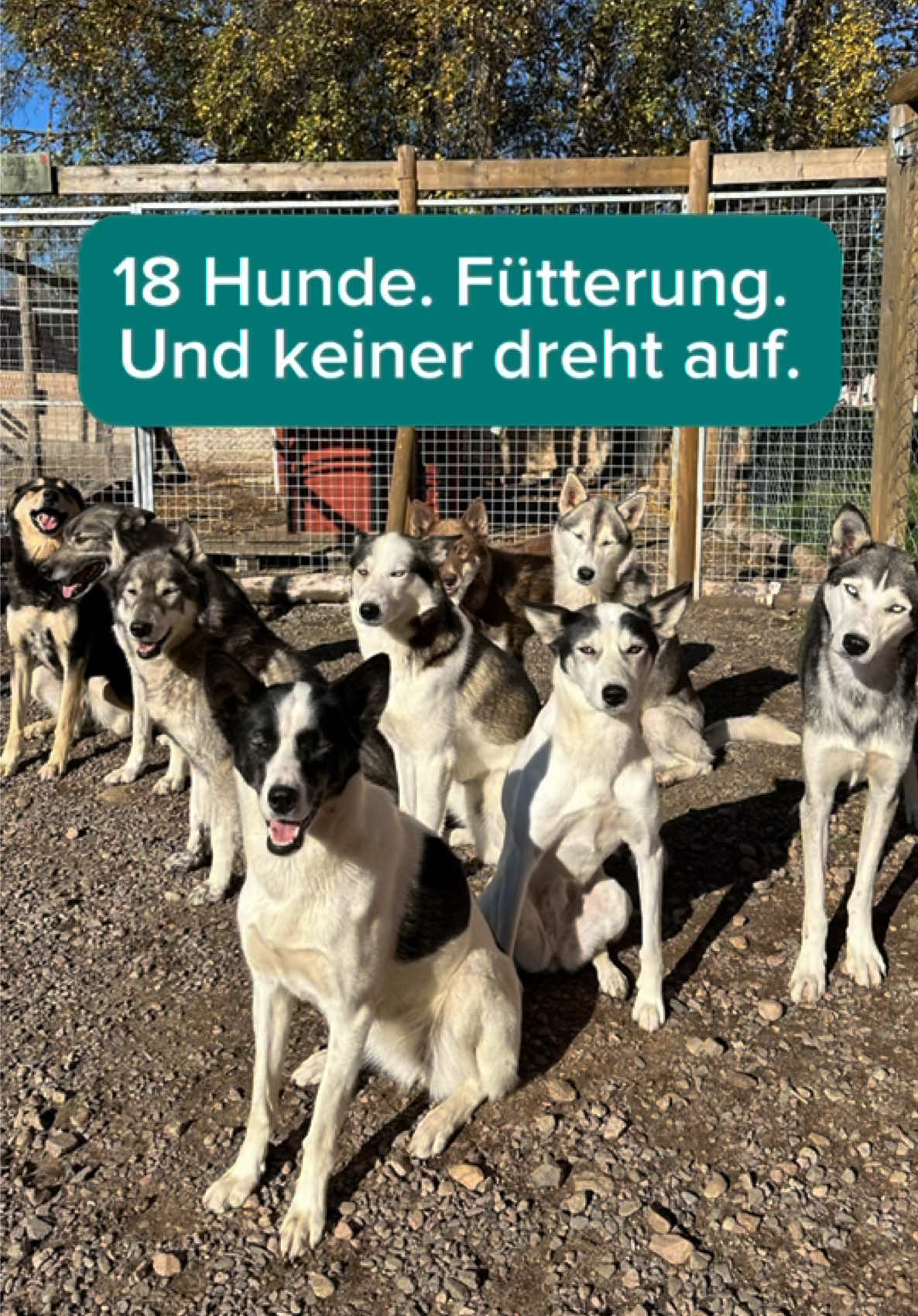 @Mehrere Hunde, ein Team!