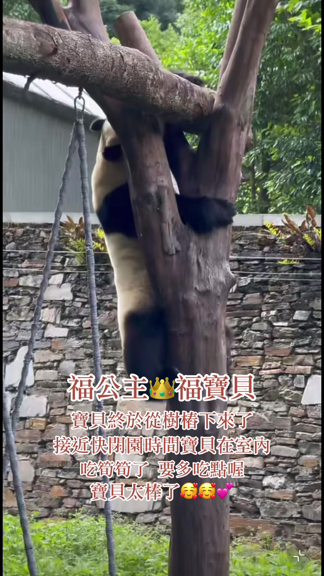 @福公主💕福豬豬💕 🍎 🥕 🐼 🎋🍀