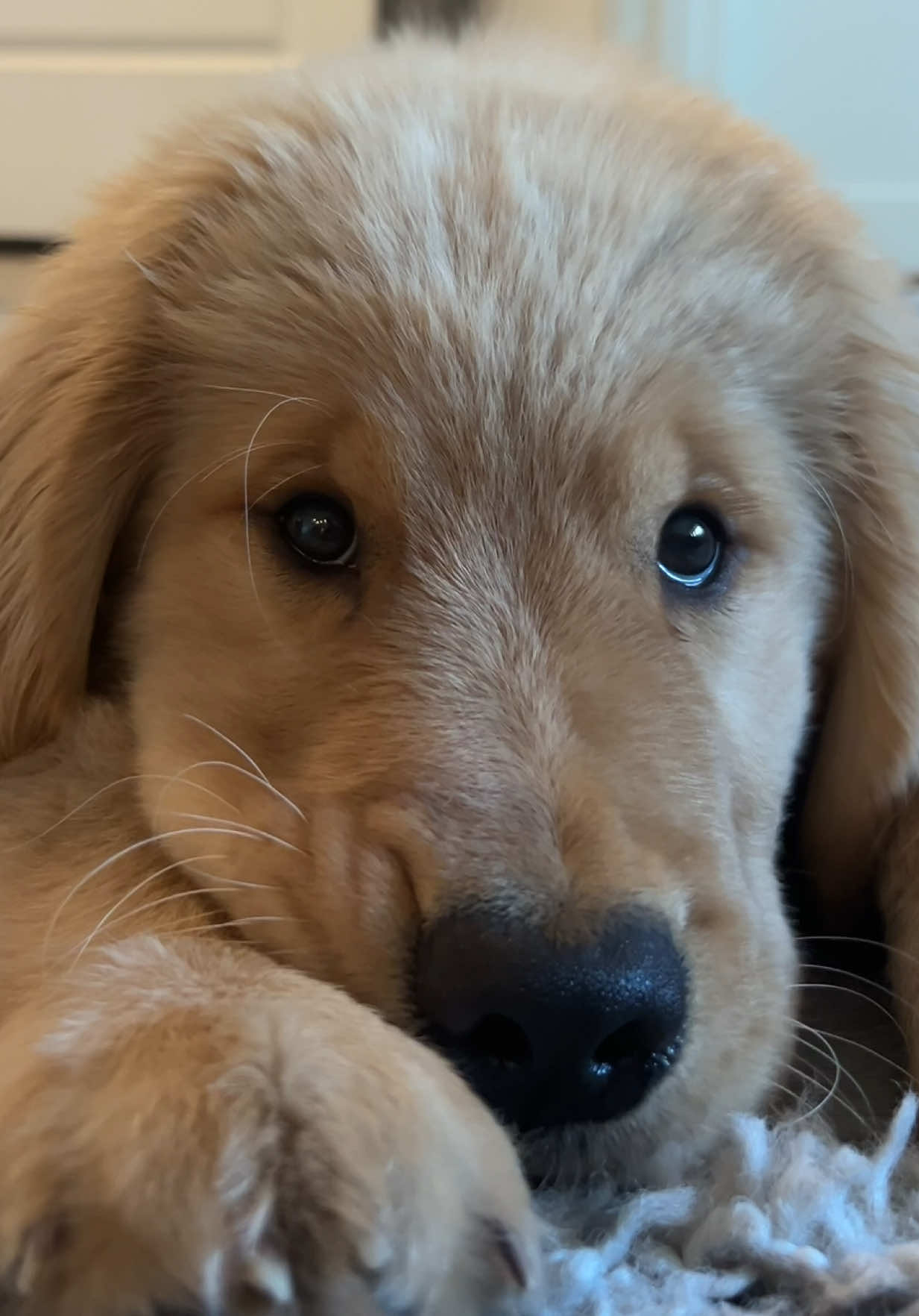 @Romeo the Retriever