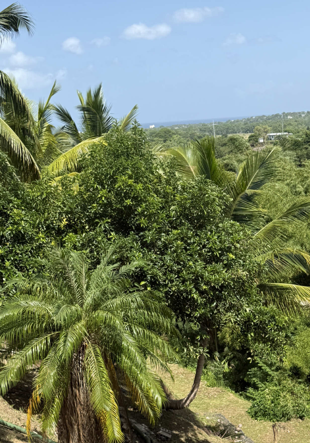 @Belton Tyrone 🇵🇷
